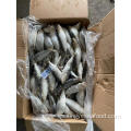 Sardinas de pescado congelado sardina pilchardus